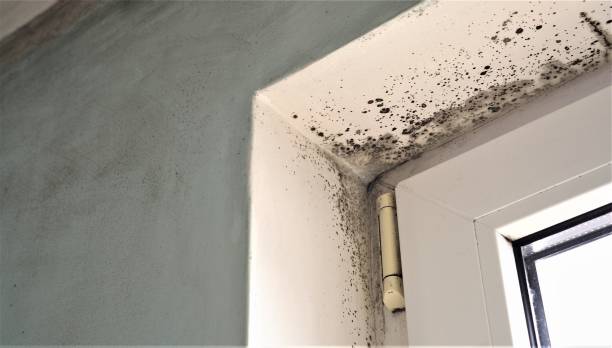 Best Comprehensive Air Testing for Mold Contaminants  in Bray, OK