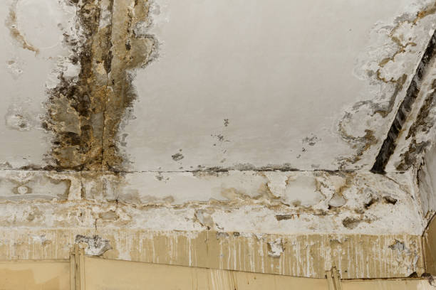 Best Dehumidification Services  in Bray, OK