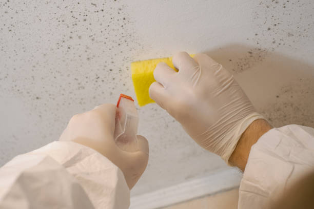 Best Mold-Related Health Consultation  in Bray, OK